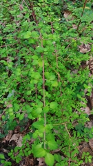 Symphoricarpos microphyllus