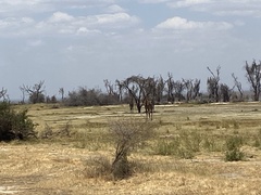 Giraffa camelopardalis tippelskirchi