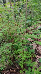 Symphoricarpos microphyllus