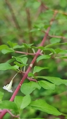 Symphoricarpos microphyllus