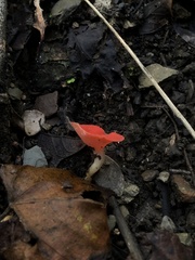 Sarcoscypha coccinea