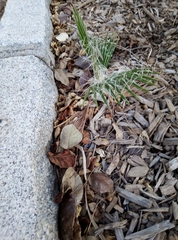 Washingtonia robusta