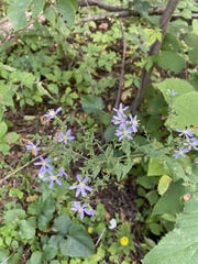 Symphyotrichum shortii