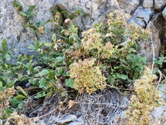 Potentilla caulescens