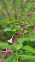 Symphoricarpos microphyllus