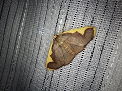 Nothomiza oxygoniodes