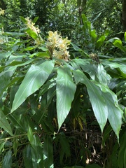 Hedychium flavescens