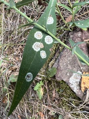 Asteromyia carbonifera