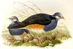 Thick-Billed Ground-Pigeon photo 3