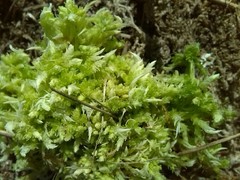 Sphagnum denticulatum