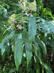 Hedychium flavescens