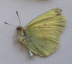 Colias gigantea
