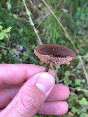 Entoloma sericeum