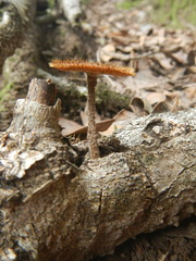 Lentinus arcularius
