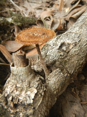 Lentinus arcularius
