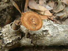 Lentinus arcularius
