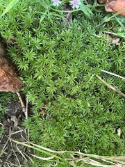 Atrichum undulatum