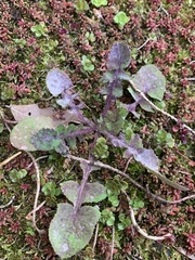 Sonchus asper