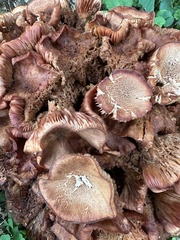 Desarmillaria caespitosa