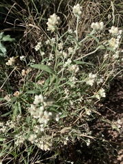 Pseudognaphalium canescens