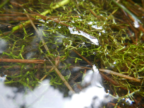 Riccia stricta