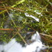 Aquatic Crystalwort - Photo (c) AJ Rogerson, some rights reserved (CC BY-NC), uploaded by AJ Rogerson