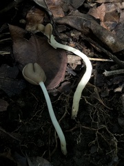 Helvella compressa
