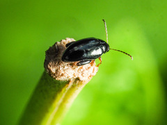 Psylliodes chrysocephala