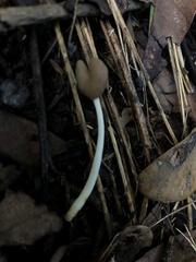 Helvella compressa