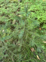Picea glauca