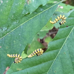 Symphyta