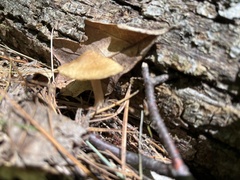 Mycena galericulata