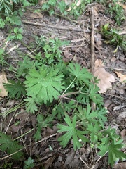 Geranium molle