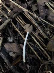 Helvella compressa