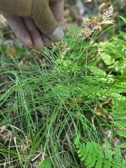 Equisetum pratense