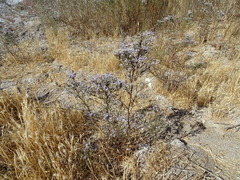 Limonium dichotomum