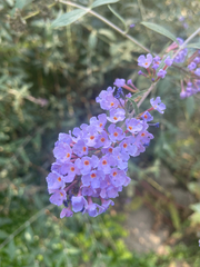 Buddleja davidii