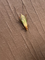 Oecanthus pini