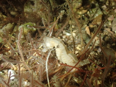 Hippocampus hippocampus