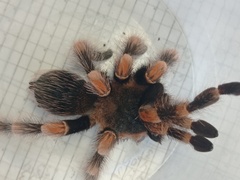 Brachypelma hamorii