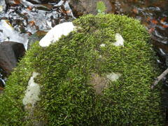 Scleropodium obtusifolium