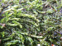 Scleropodium obtusifolium