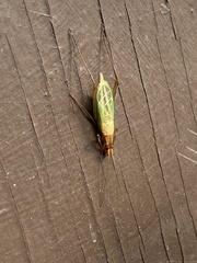 Oecanthus pini