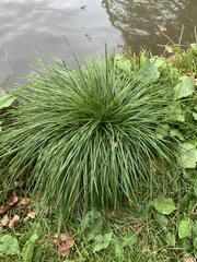 Deschampsia cespitosa