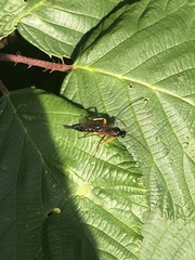 Pimpla rufipes