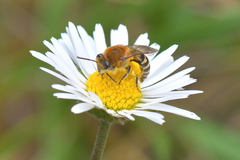 Colletes