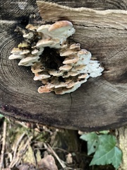 Trametes betulina