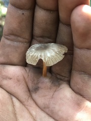 Marasmius