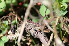 Chorthippus biguttulus