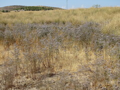 Limonium dichotomum